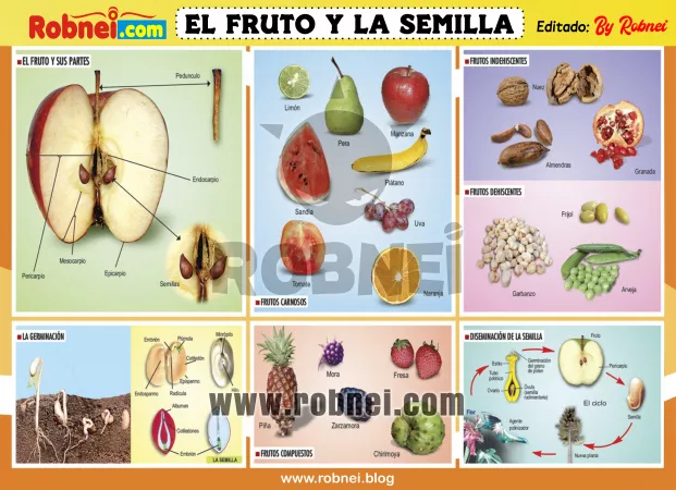 El Fruto Y La Semilla